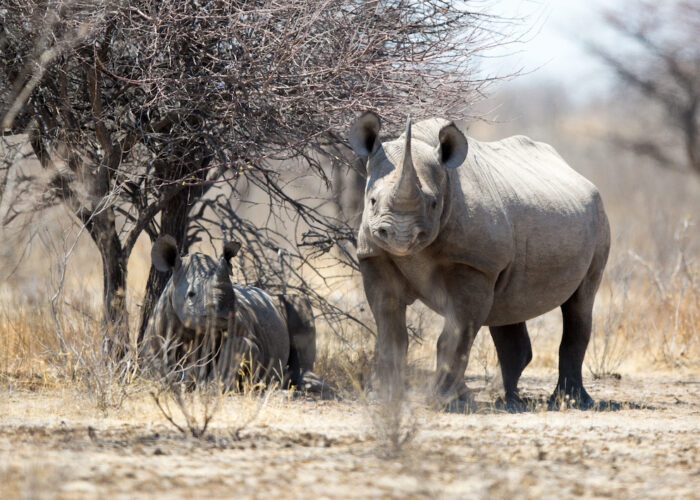 Things to Do in Namibia
