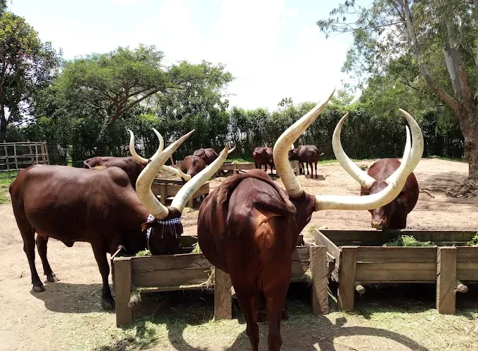 Things to Do in Rwanda