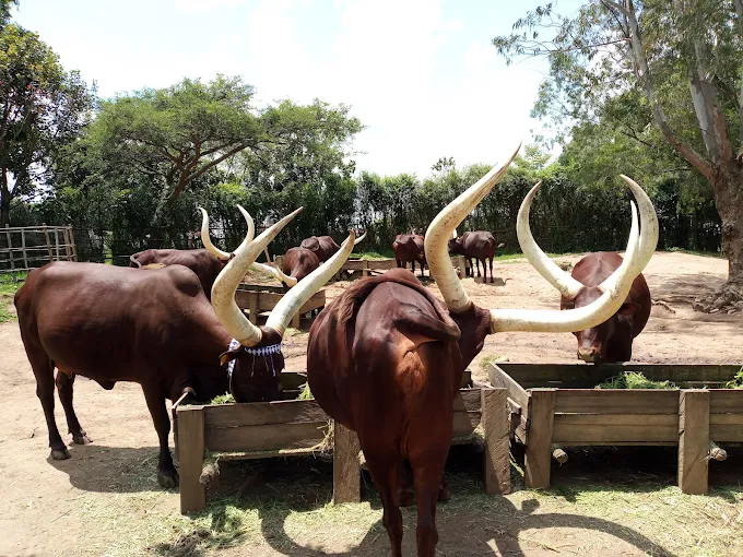 Things to Do in Rwanda