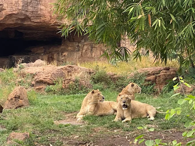 Things to Do in Mali