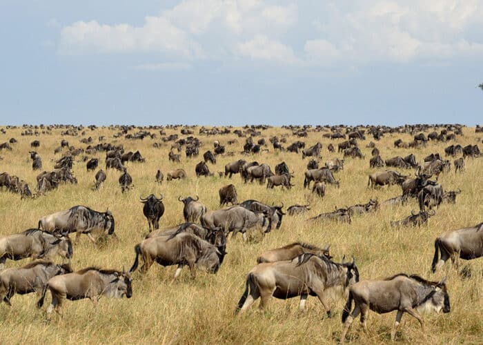 How to Plan a Trip to Africa (Step-by-Step Guide)
