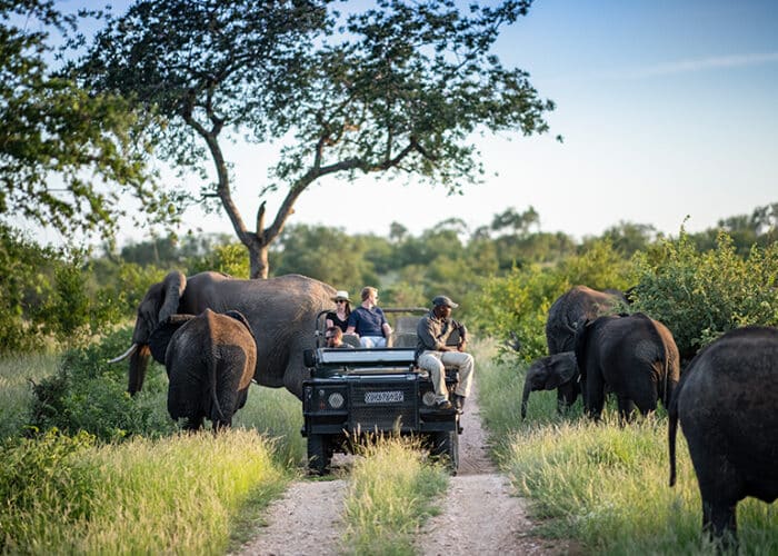 Top 10 National Parks in Africa for Wildlife Safaris