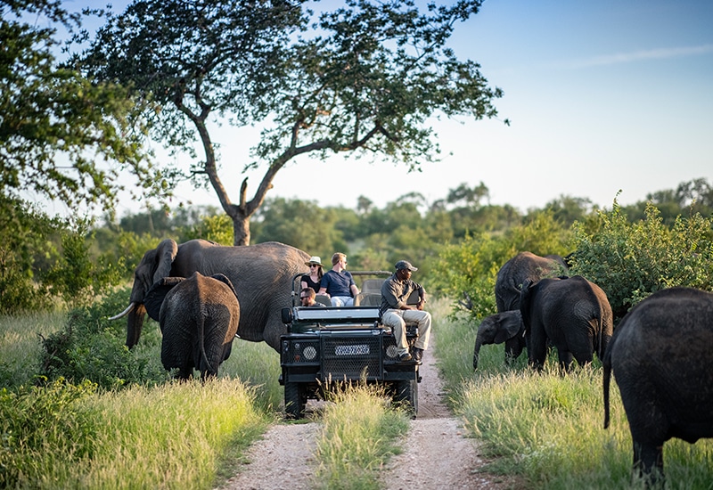 Top 10 National Parks in Africa for Wildlife Safaris