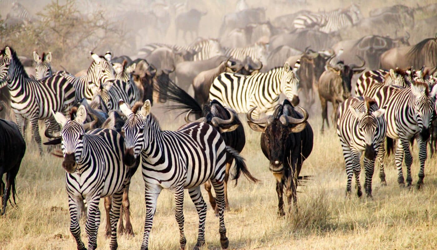 Best Safari Destinations in Tanzania