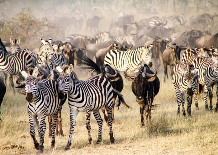 Best Safari Destinations in Tanzania
