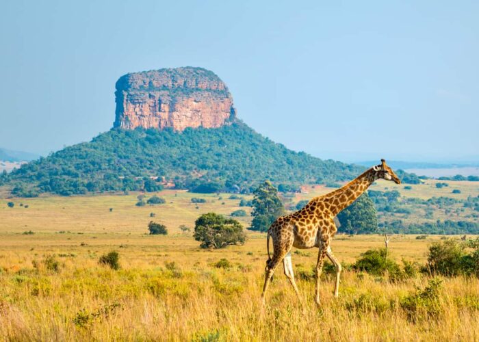Best Things to Do in Africa