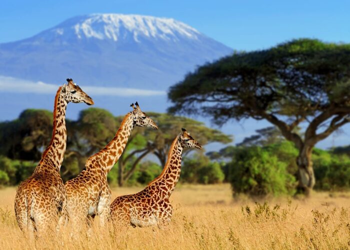 South Africa Safari Guide: Where to See the Big Five