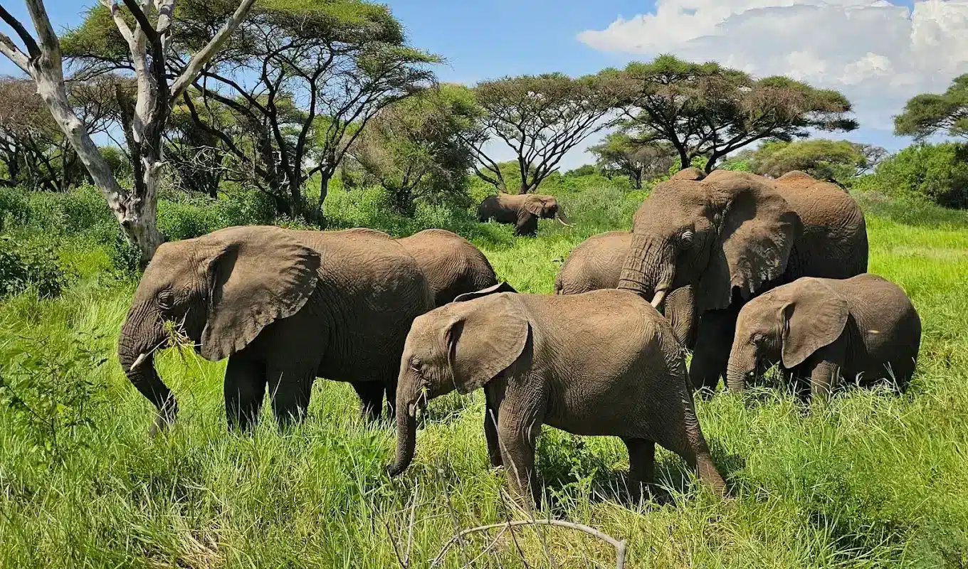 Top Things to Do in Tanzania for Nature Lovers