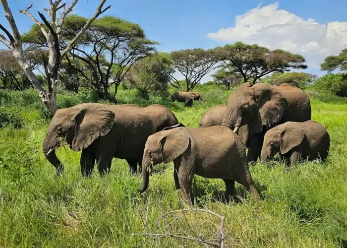 Top Things to Do in Tanzania for Nature Lovers