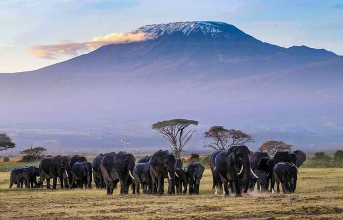 Best Safari Destinations in Africa (Complete Guide)