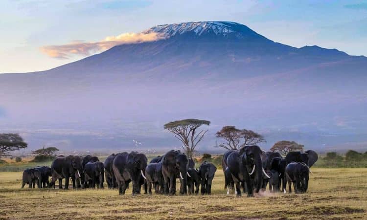 Best Safari Destinations in Africa (Complete Guide)