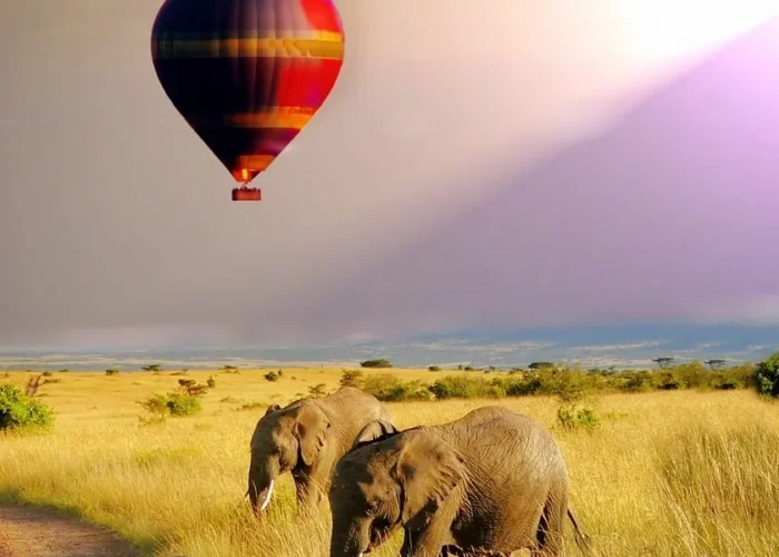 Best Time for Safari in Africa by Country