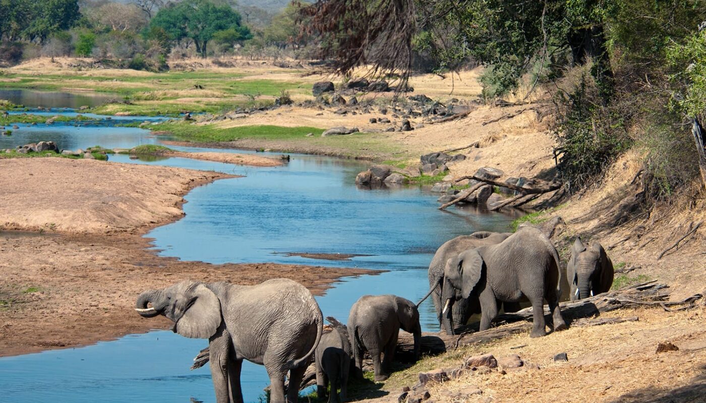 Budget Safari in Africa: Complete Guide