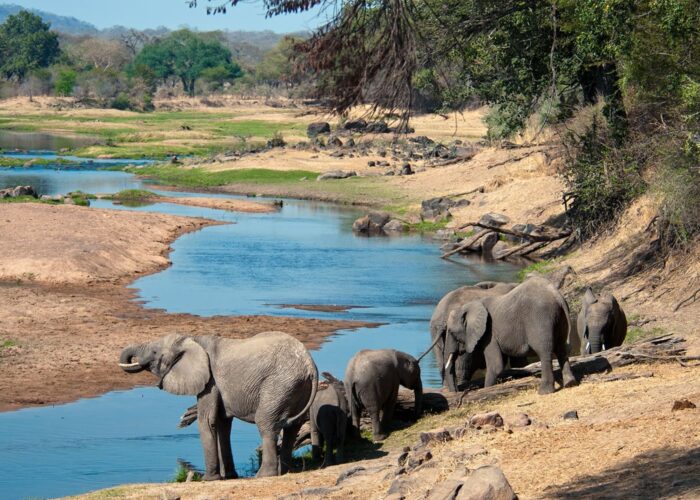Budget Safari in Africa: Complete Guide