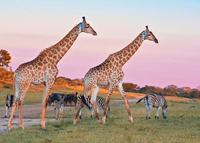 South Africa vs Kenya Safari Comparison