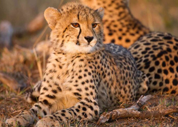 Africa Travel Budget Guide (Backpacker to Luxury)