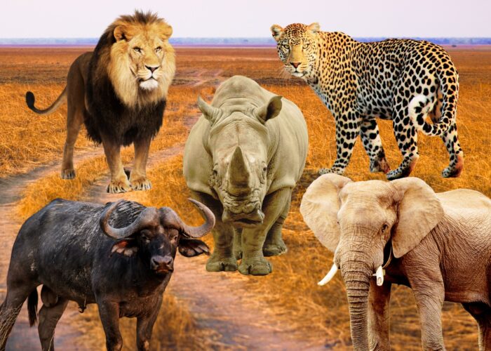 How Much Does It Cost to Travel to Africa?