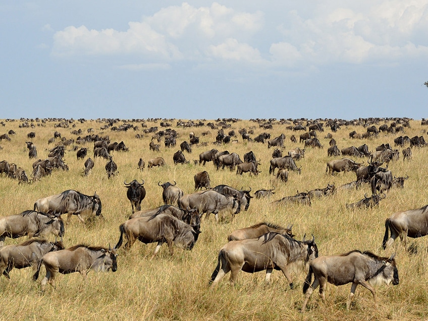 Serengeti Safari Guide: Best Tours, Travel Tips, and What to Expect
