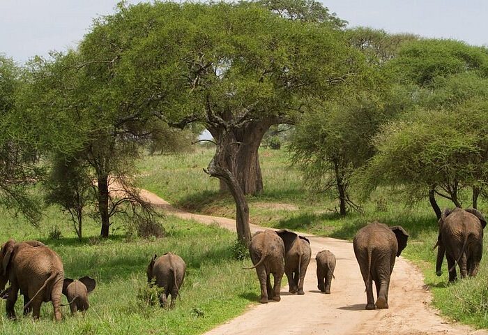 Budget Tanzania Safari Tours: Affordable Wildlife Adventures