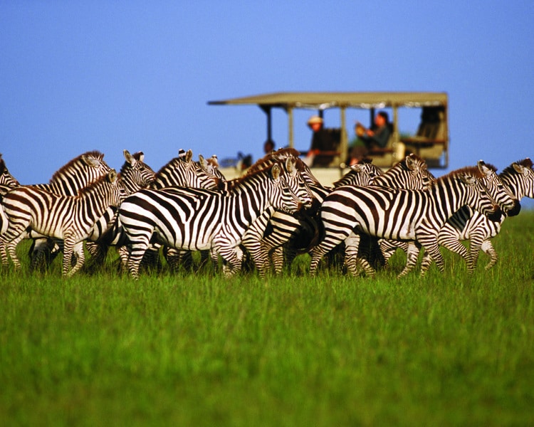 Best Tanzania Tours and Safaris for First-Time Visitors