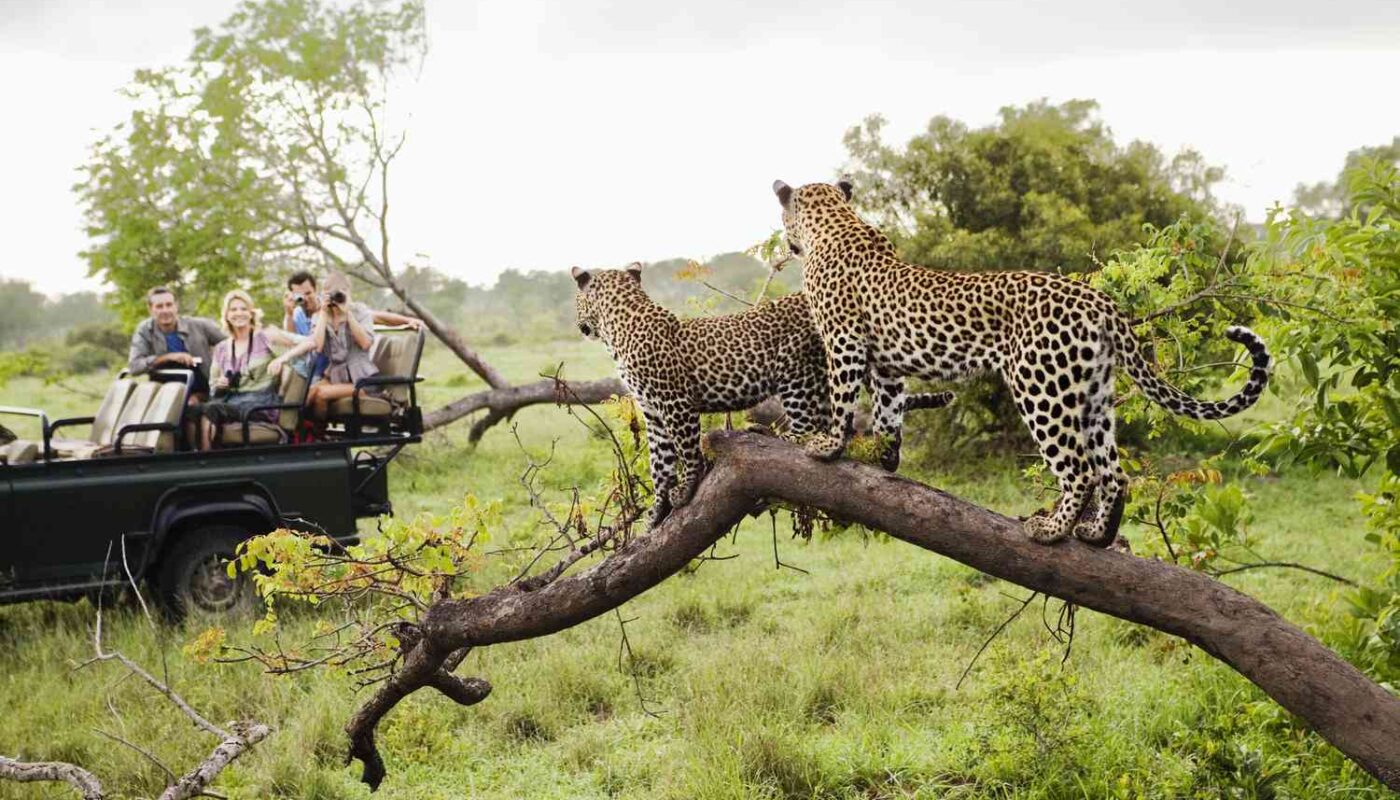 Cheap Africa Safari Deals for Budget Travelers