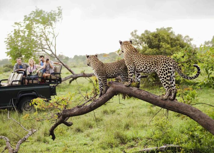 Cheap Africa Safari Deals for Budget Travelers