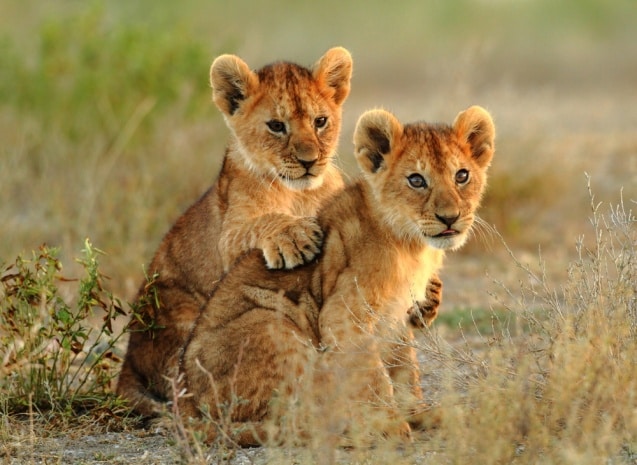 Private Africa Safari Tours