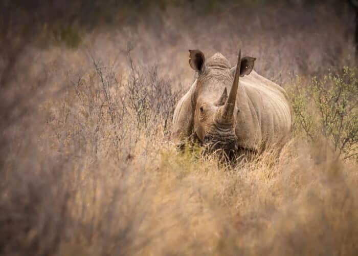 Best Africa Safari Packages 2026