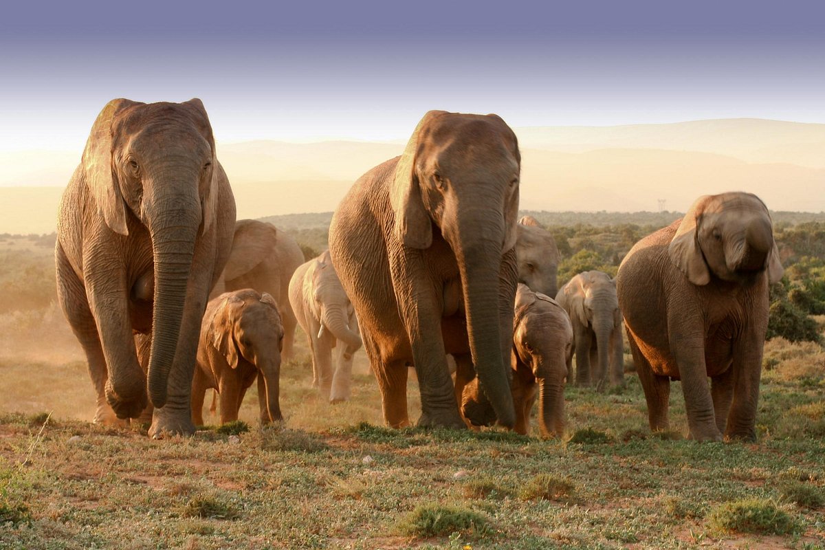 Addo Elephant National Park safari scene with elephants and wildlife inspiration