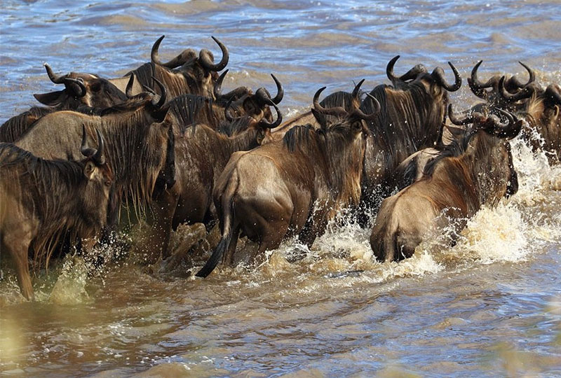 Safari landscape in Kenya during the best season for wildlife viewing