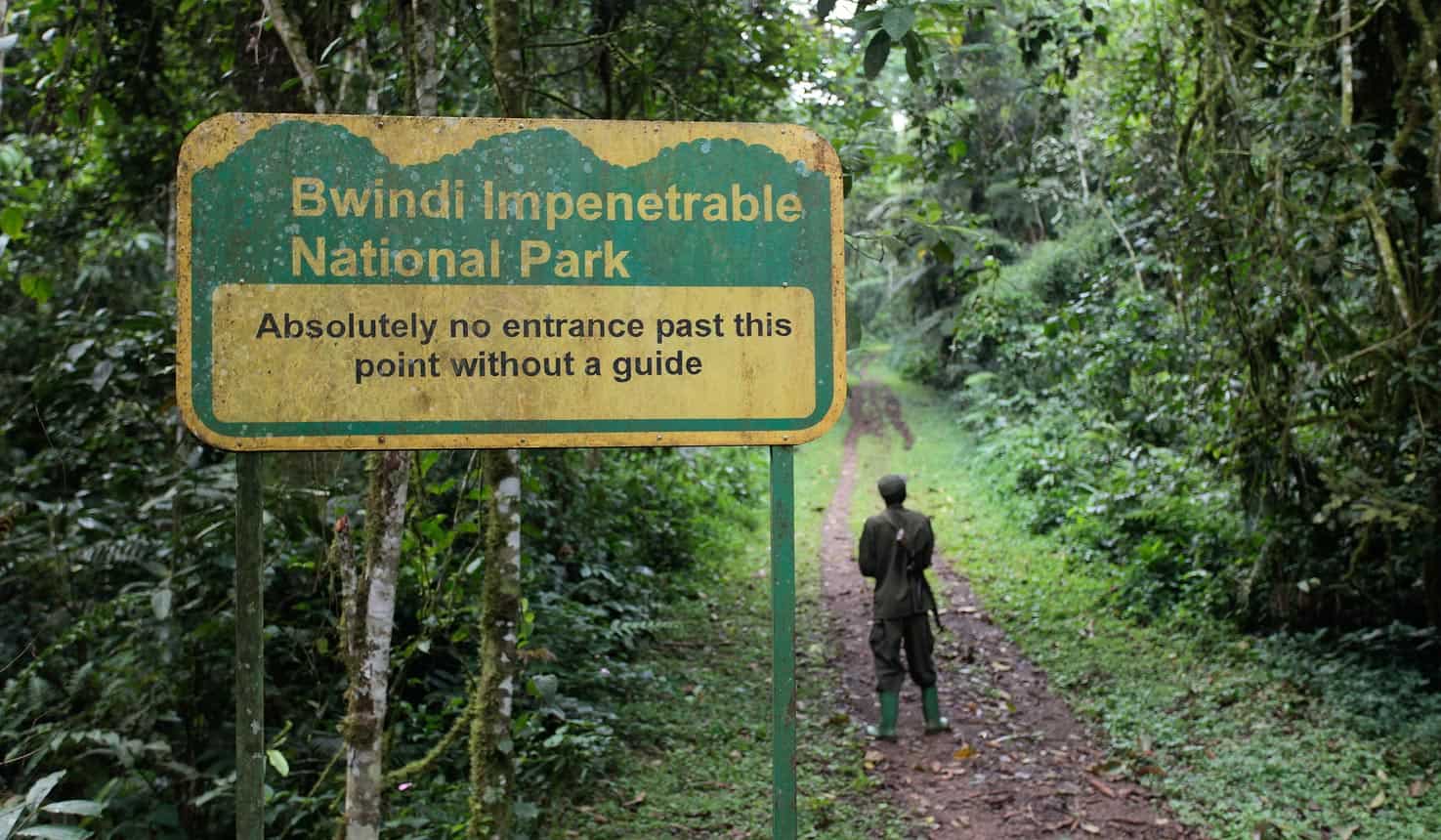 Bwindi Impenetrable National Park with dense forest and gorilla trekking scenery