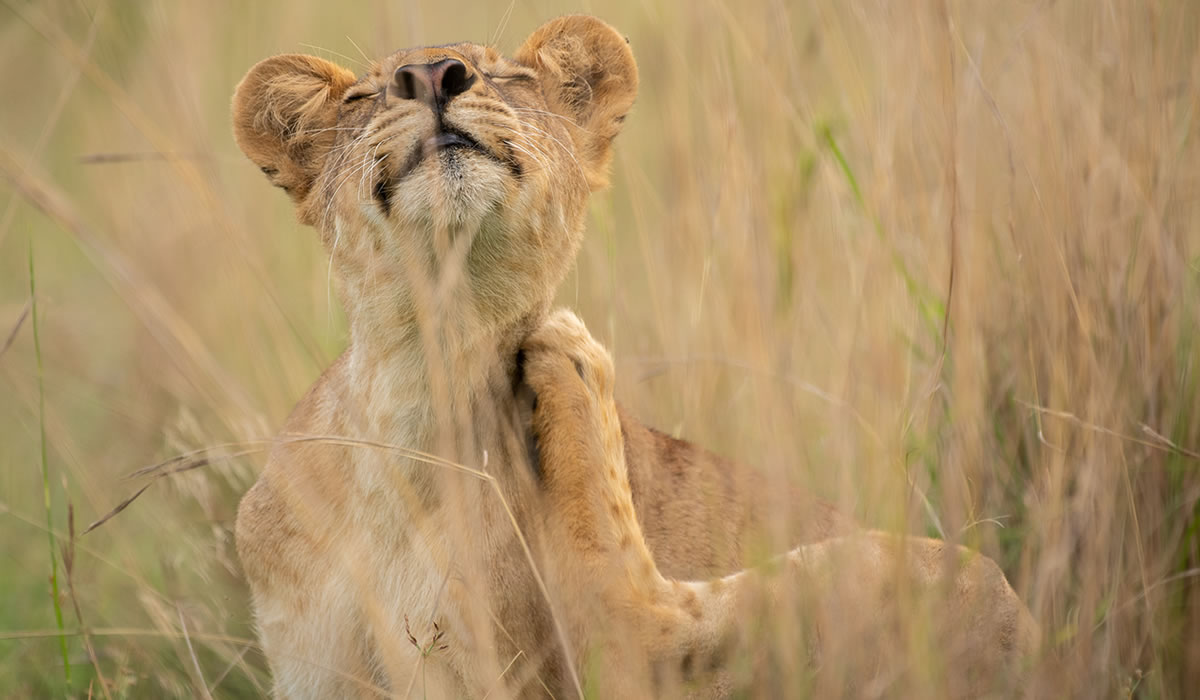 Uganda trip planning concept with safari, primate, and scenic travel atmosphere