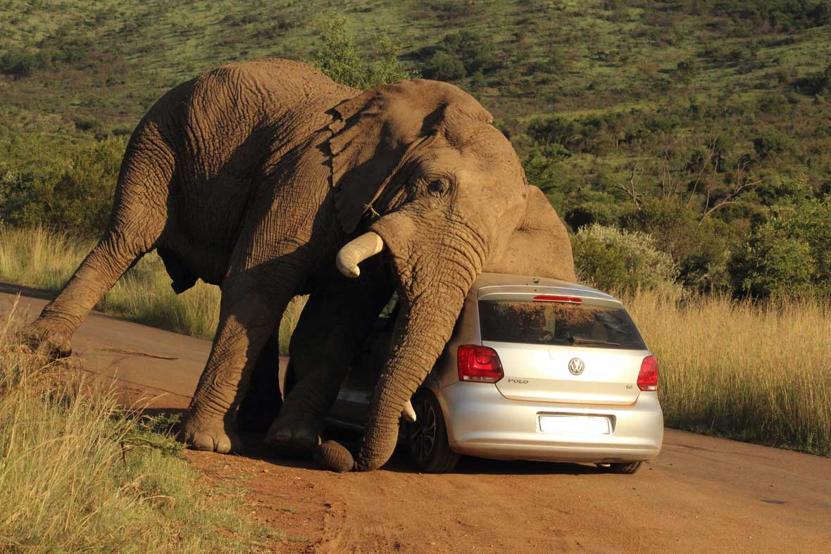South Africa safari safety guide