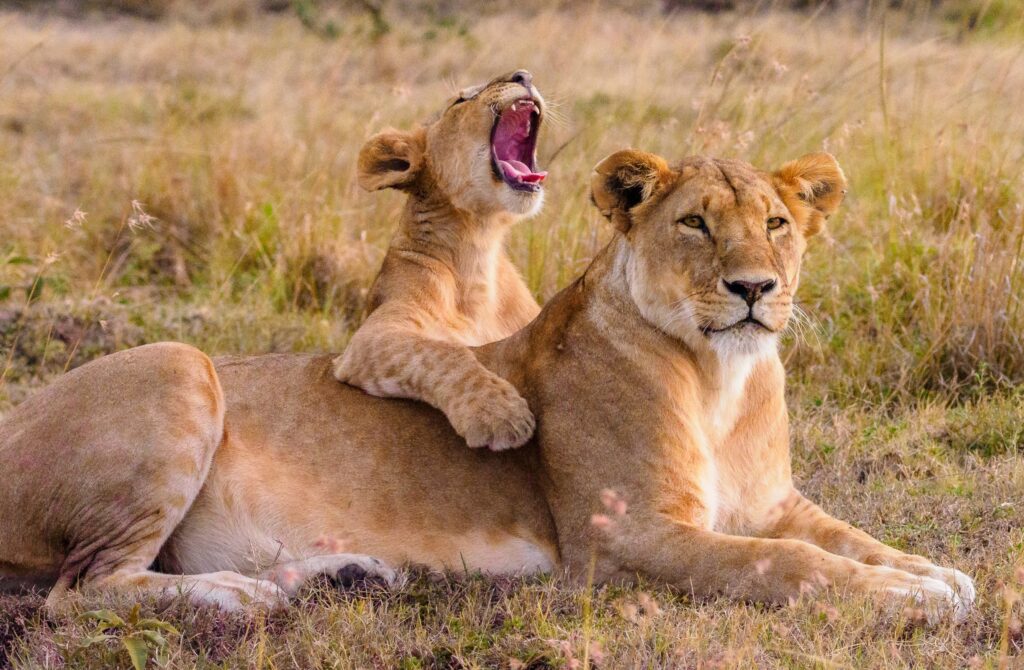 Uganda safari atmosphere with wildlife, national park scenery, and a river-based travel feel