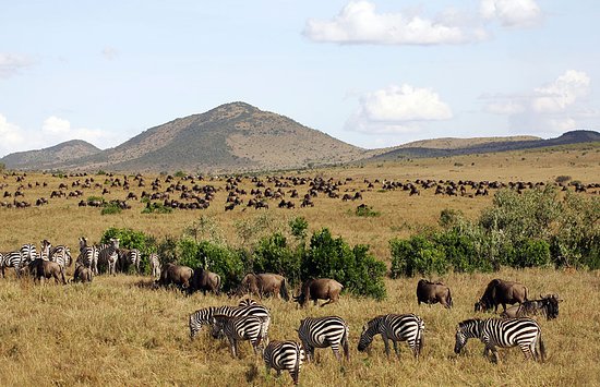 Kenya travel tips with safari, city, and coastal travel planning visuals