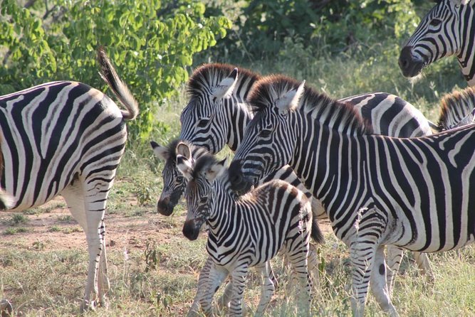 Kruger National Park safari landscape for a 3-day itinerary