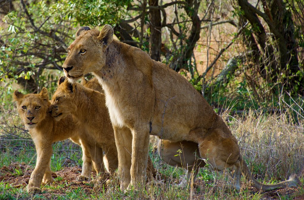 Kruger National Park for first-time safari travelers