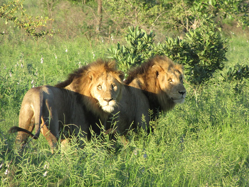 Kruger National Park safari cost planning with safari travel atmosphere