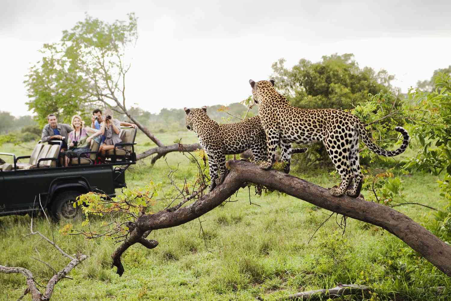 Kruger National Park safari scene with wildlife and natural landscape
