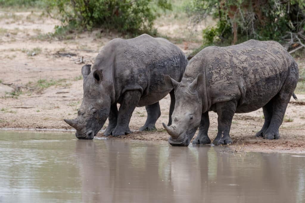 Kruger National Park weather and safari season planning image
