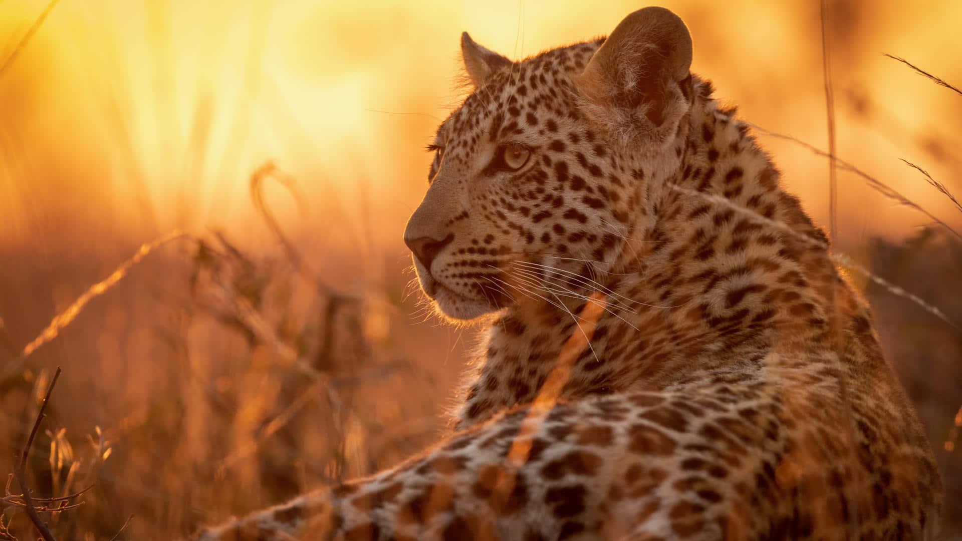 Kruger safari cost per person guide