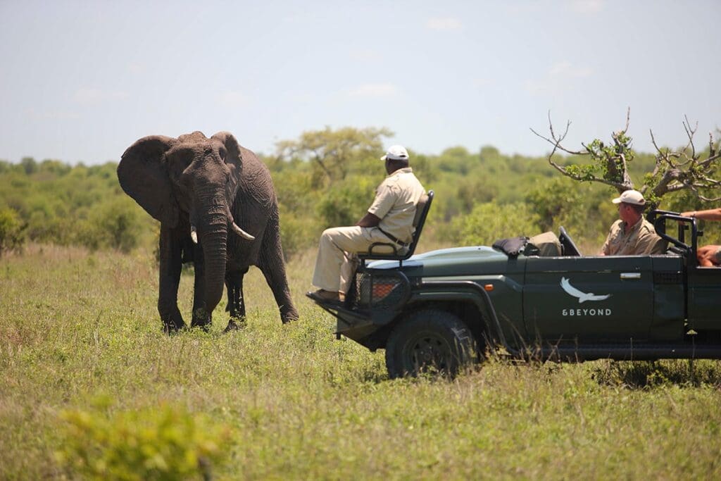 Kruger self-drive vs guided safari comparison