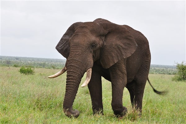 Kruger vs Addo safari comparison