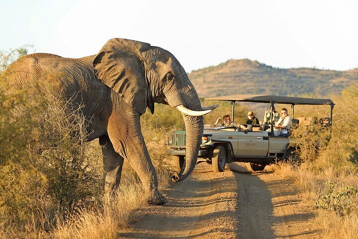 Kruger vs Madikwe safari comparison