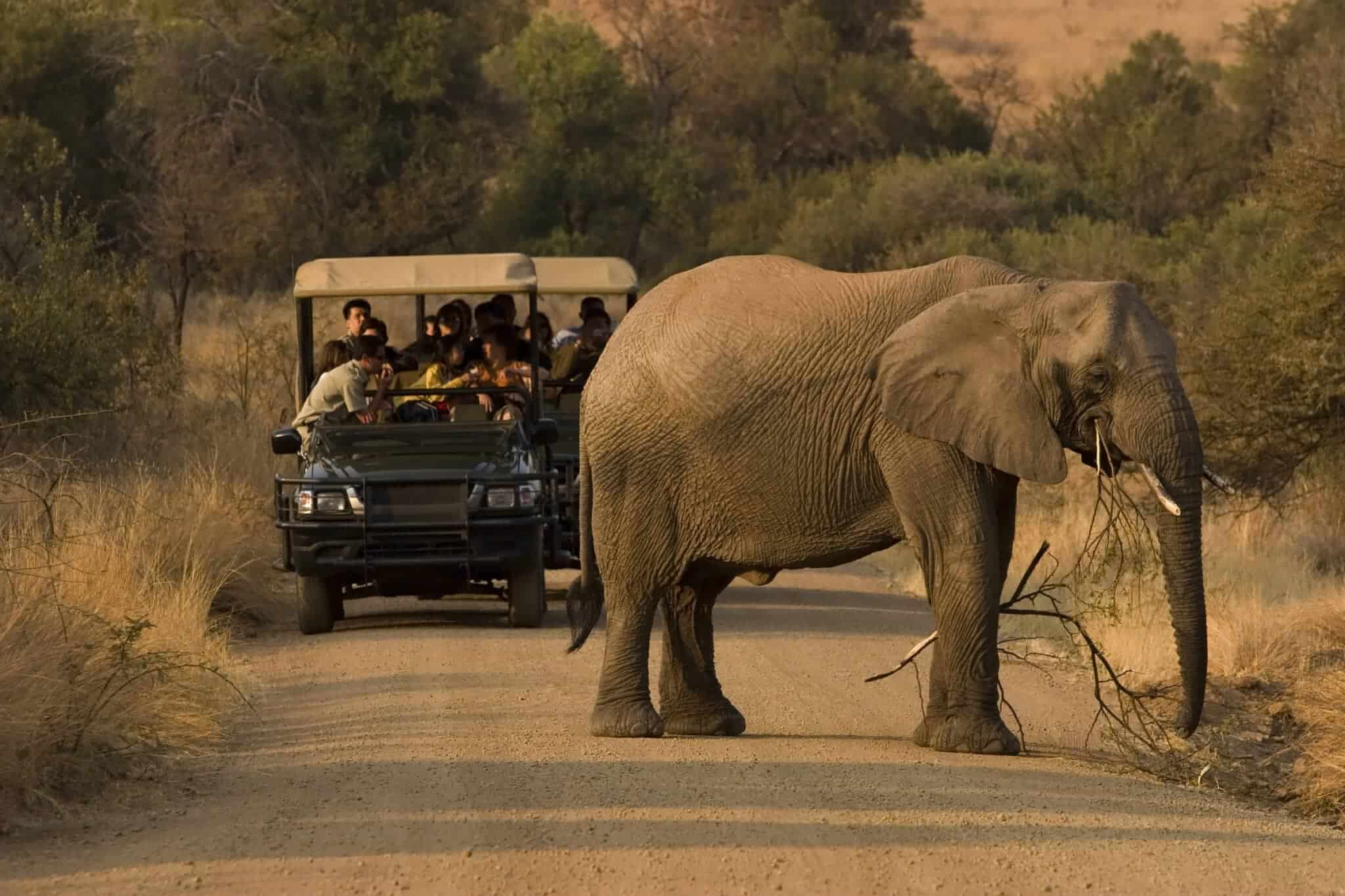 Malaria-free safari in South Africa with wildlife and family-friendly safari atmosphere