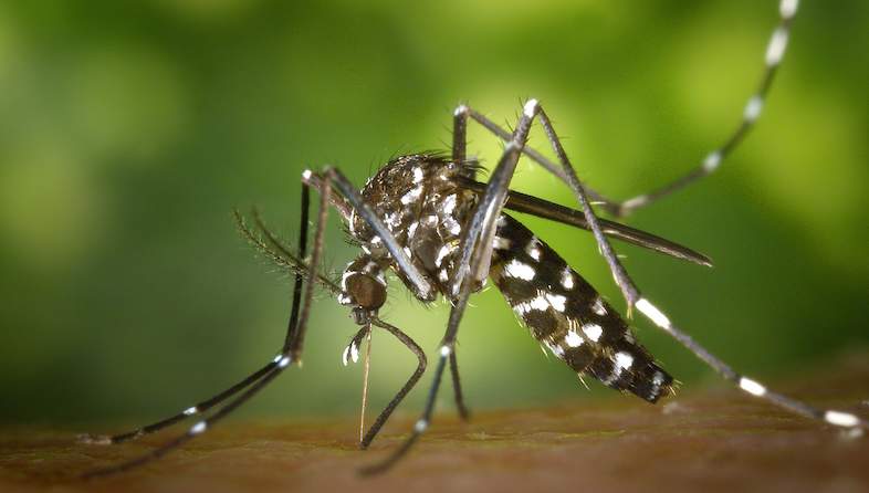 Malaria risk in Kruger National Park
