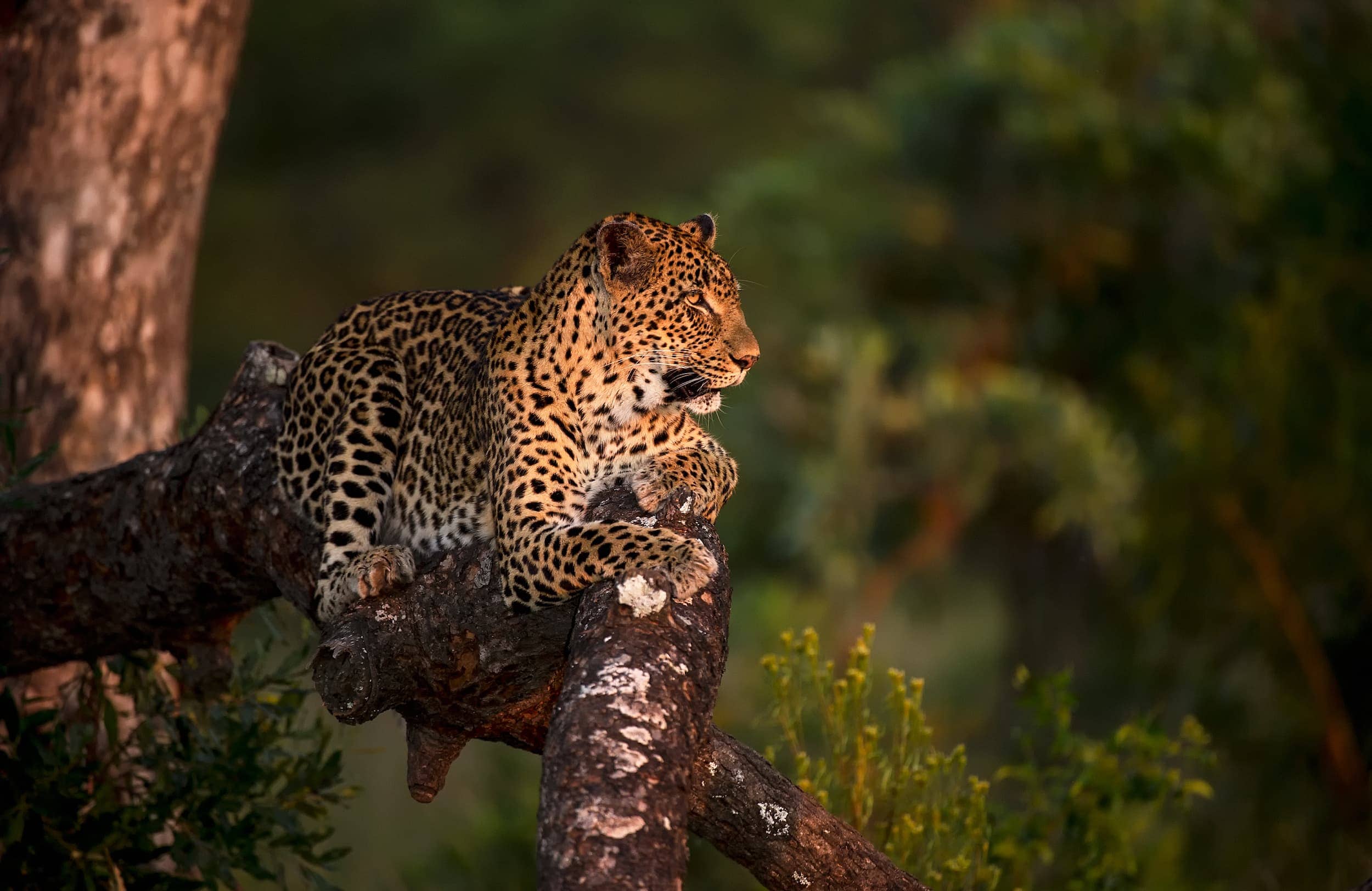 Photographic safari in South Africa