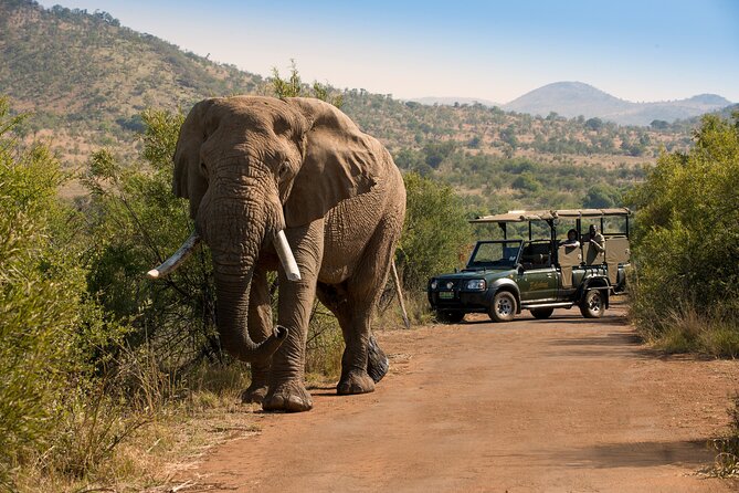 Pilanesberg National Park safari scene with wildlife and game drive inspiration