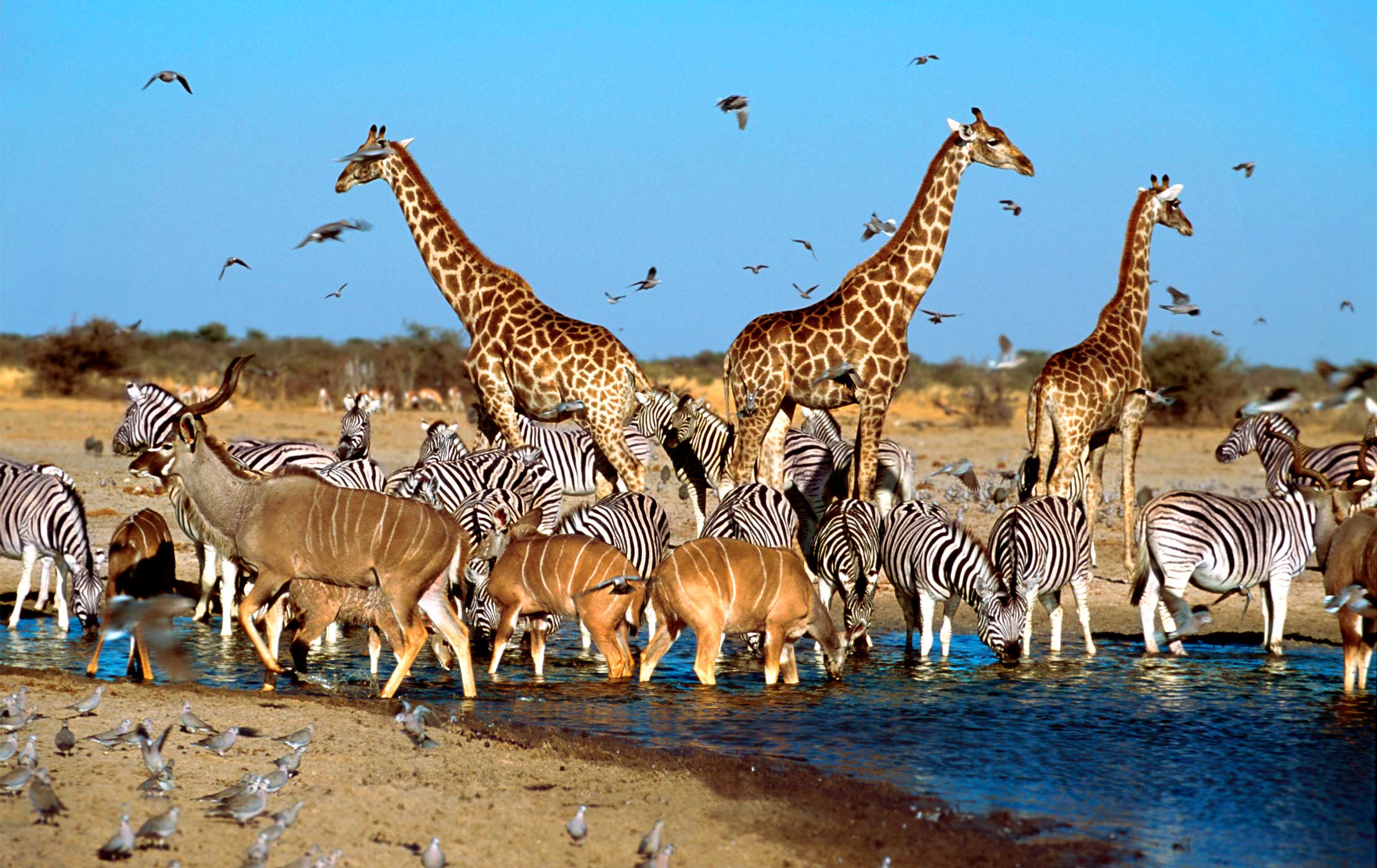 Pilanesberg vs Madikwe safari comparison