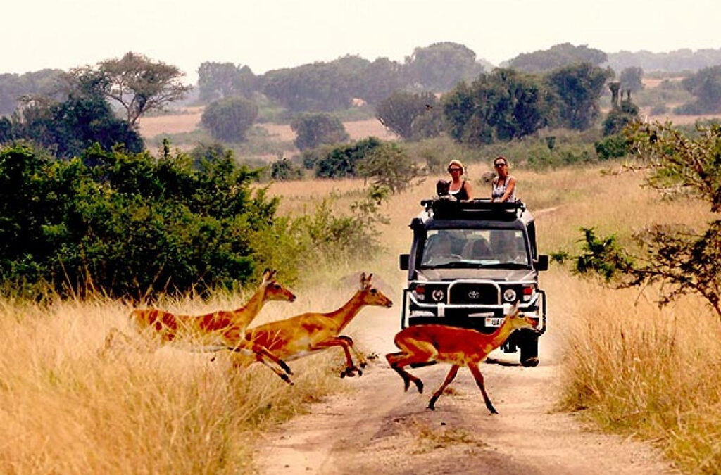 Queen Elizabeth National Park in Uganda with wildlife, safari scenery, and open landscapes
